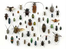 Insecticides